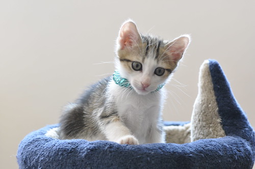 Sete, gatito blanquipardo guapo y activo nacido en Abril´18, en adopción. Valencia. ADOPTADO. 40860352290_5f2635560e