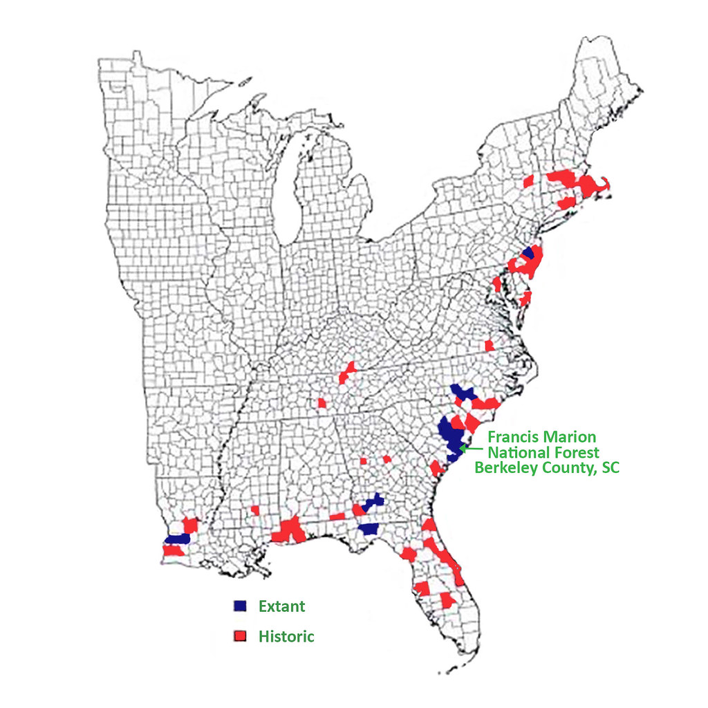 Range map for Schwalbea americana (courtesy of the U.S. Fish and Wildlife Service