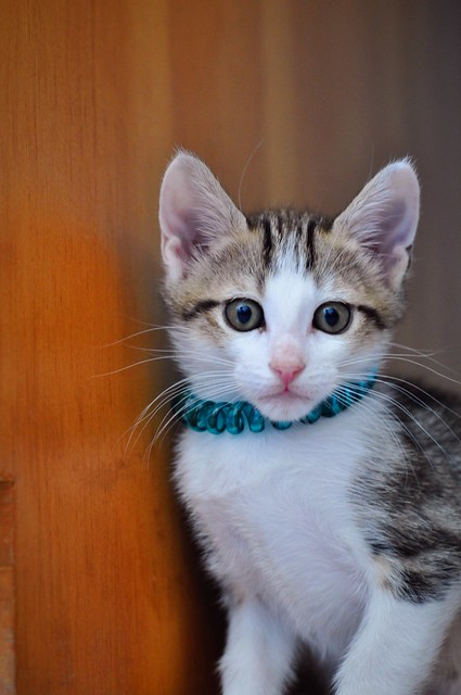 Sete, gatito blanquipardo guapo y activo nacido en Abril´18, en adopción. Valencia. ADOPTADO. 40860346110_9e2bb8d820_z