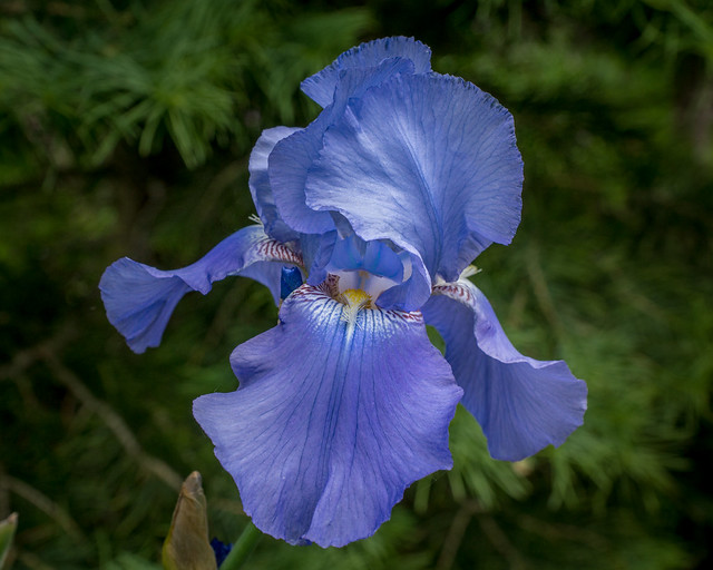 Iris, Bearded Iris, Flower, Blue, Purple, Spring, Petals