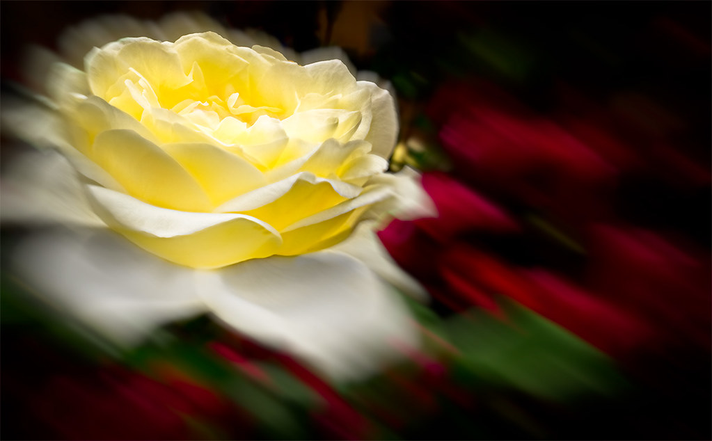 Abstract yellow rose