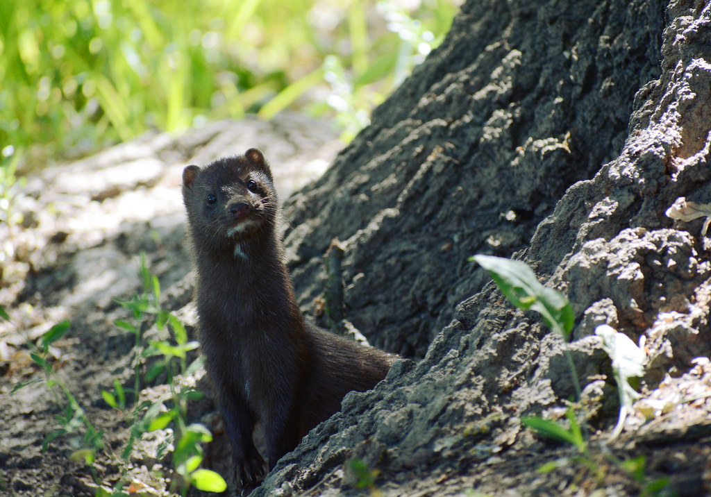 Wild Mink in the Woods - Spotted a Cosumnes River Preserve ...
