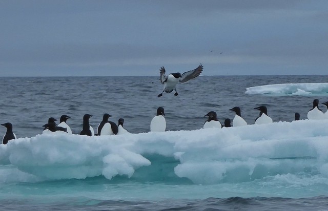 A la deriva: la morsa que se quedó dormida en un iceberg y ahora