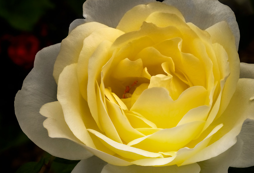abstract yellow rose