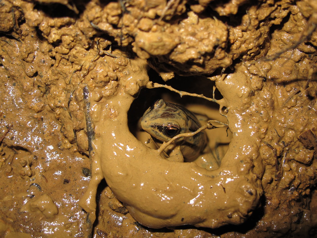 築巢中的豎琴蛙雄蛙。圖片來源：林春富