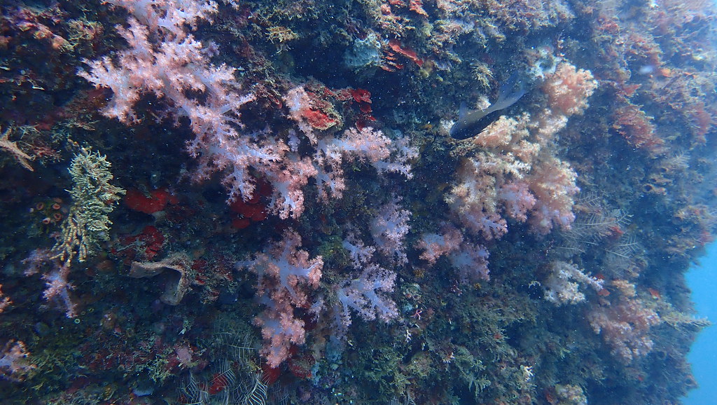 岩壁上滿佈棘穗軟珊瑚(湯谷明攝)