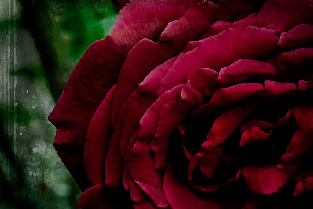 abstract rose photography