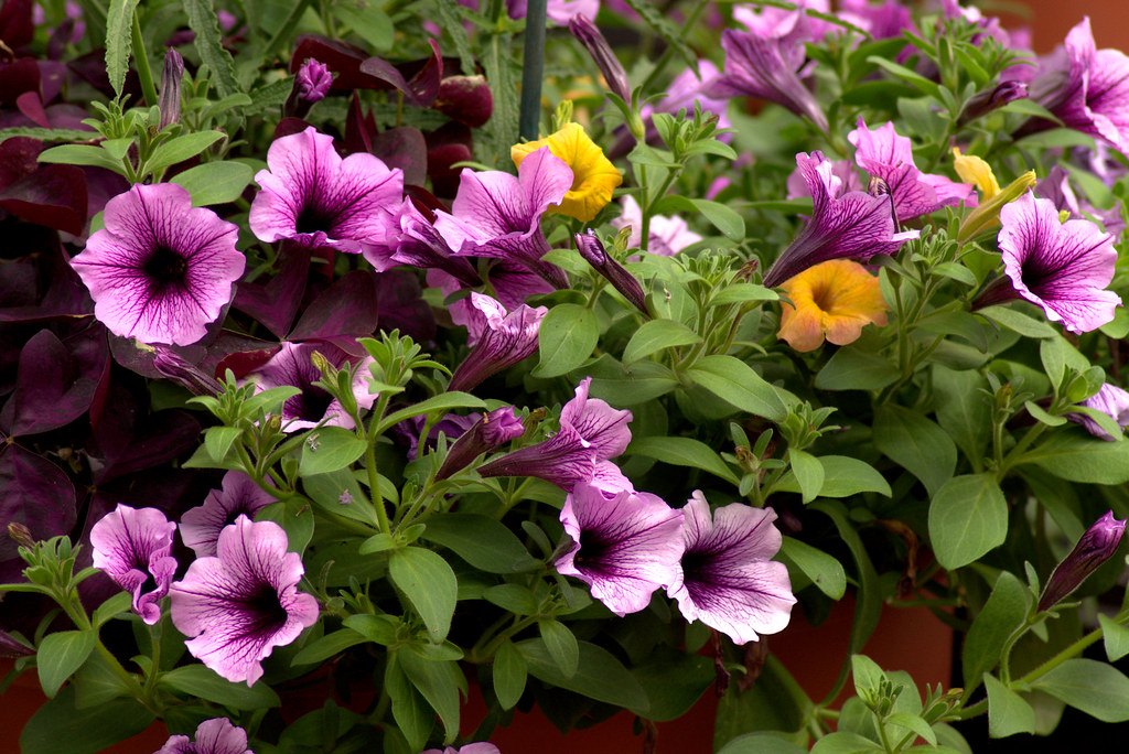 Farmers Market Petunias  - Dane County Farmers Market Saturday on the Square, Madison, Wisconsin, June 2, 2018. Photo shared as public domain at Pixabay and Flickr. 
