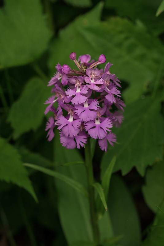 Large Purple Fringed orchid