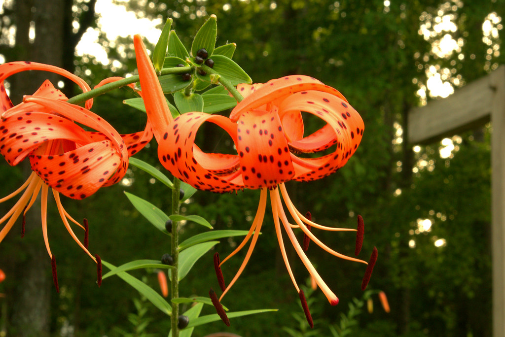 Tiger lily blossoms, west-central Arkansas, July 2, 2018. Photo shared as public domain on Pixabay and Flickr as “Tiger Lily.”