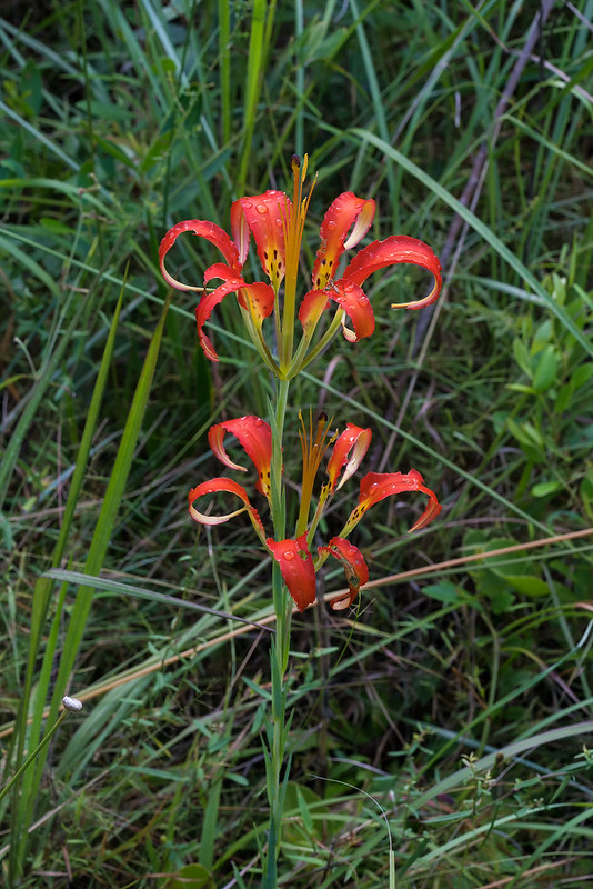 Catesby's Pine Lily