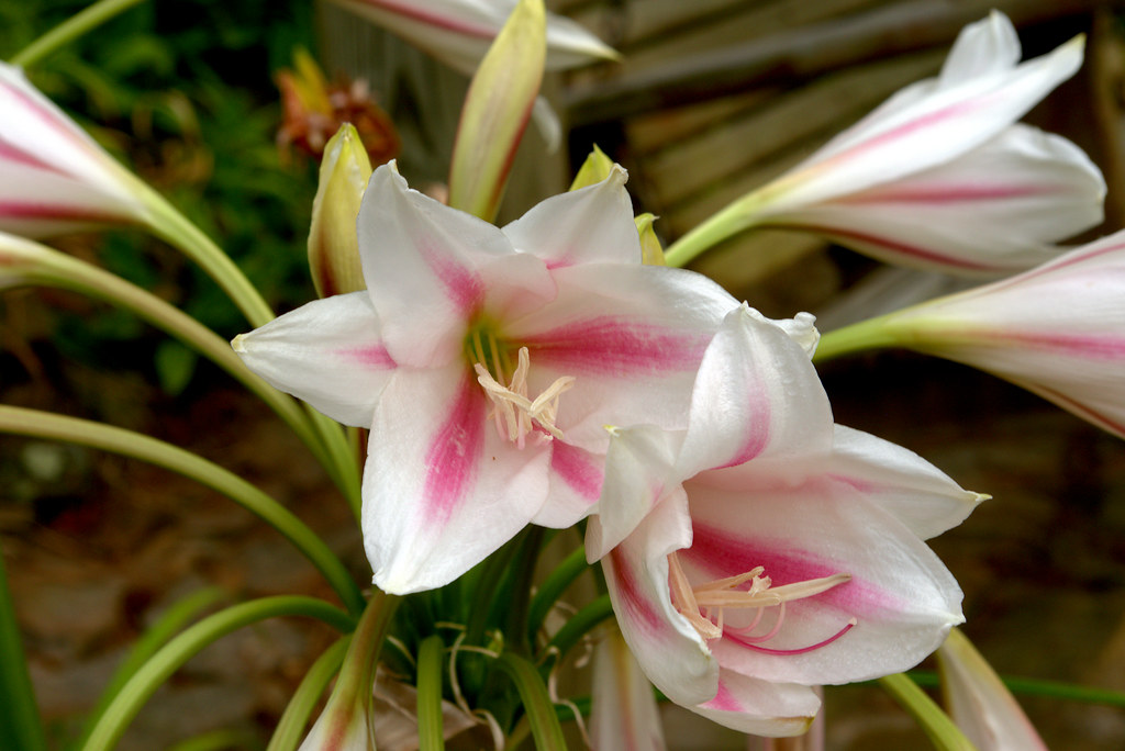 Crinum Lily blossoms, west-central Arkansas, July 2, 2018 Photo shared as public domain on Pixabay and Flickr as “Crinum Lily Blossoms.”
