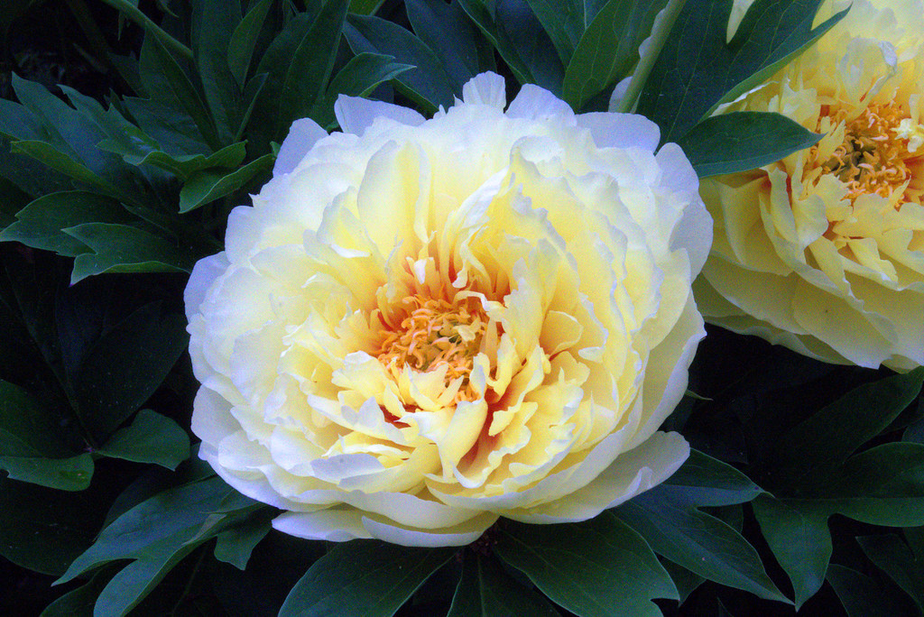 Olbrich Botanical Gardens, Madison, Wisconsin, June 2, 2018. Photo shared as public domain on Pixabay and Flickr as “Paeonia Itoh 'Bartzella'.”