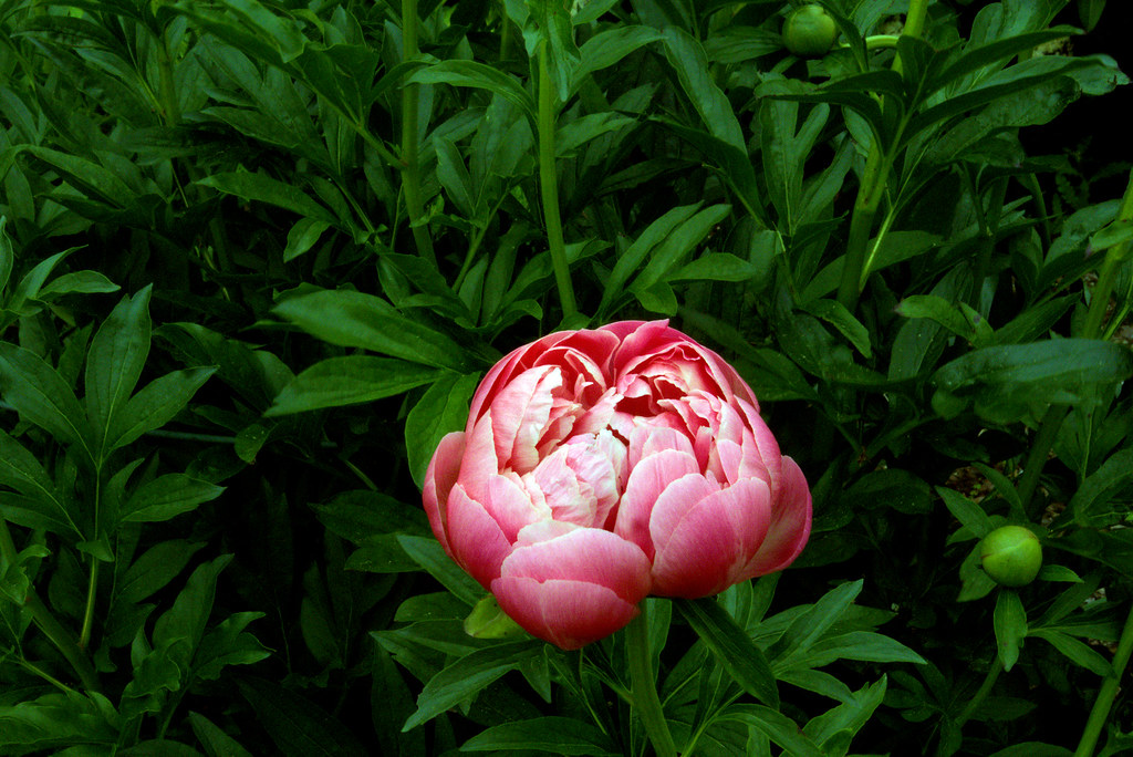 Olbrich Botanical Gardens, Madison, Wisconsin, June 2, 2018. Photo shared as public domain on Pixabay and Flickr as “Coral Supreme Peony.”