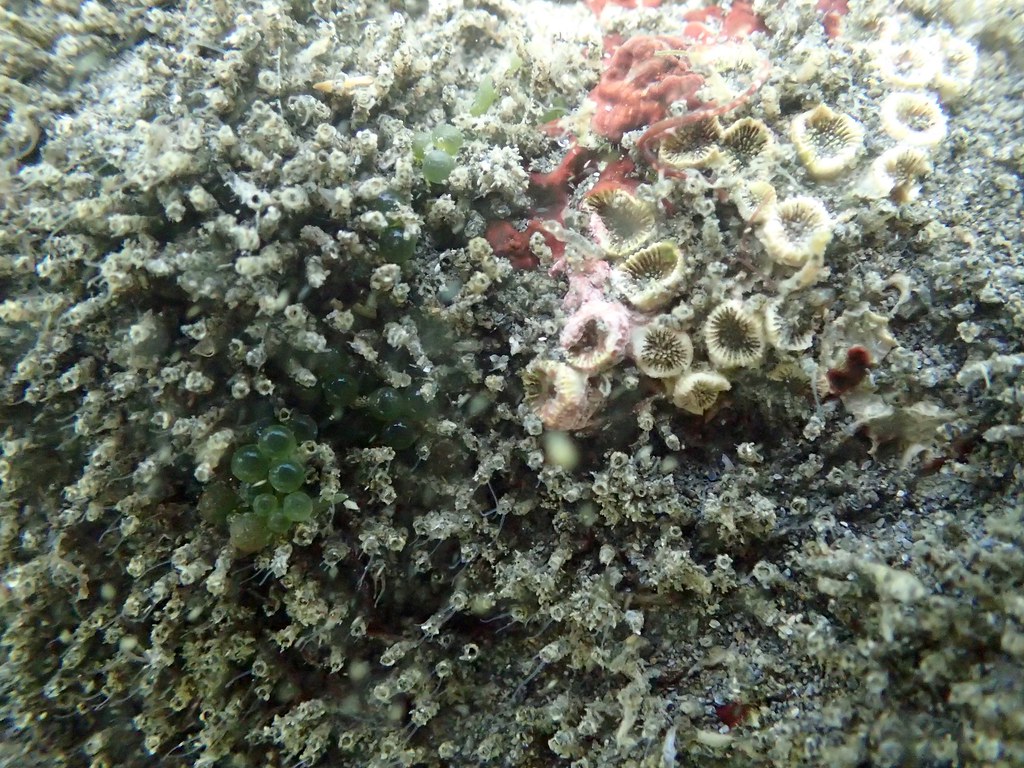 沙蠶科多毛類和死亡的柴山多杯孔珊瑚