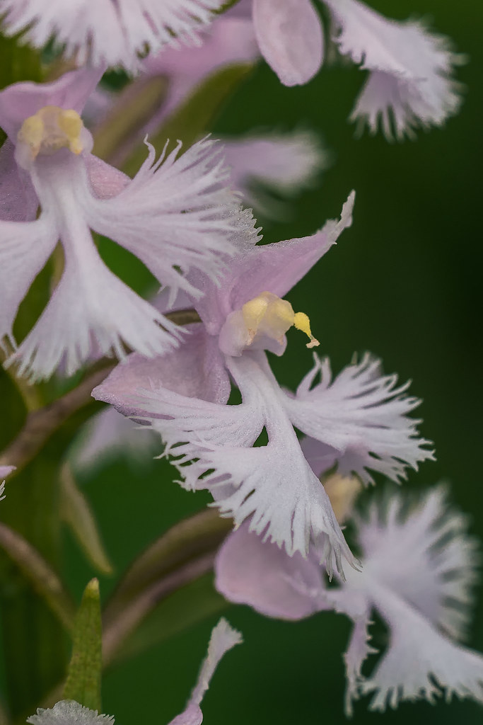 Pink Small Purple Fringed orchid with misplaced/displaced pollinium