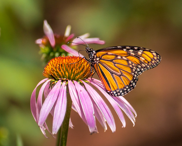 Monarch, Butterfly, Coneflower, Nature