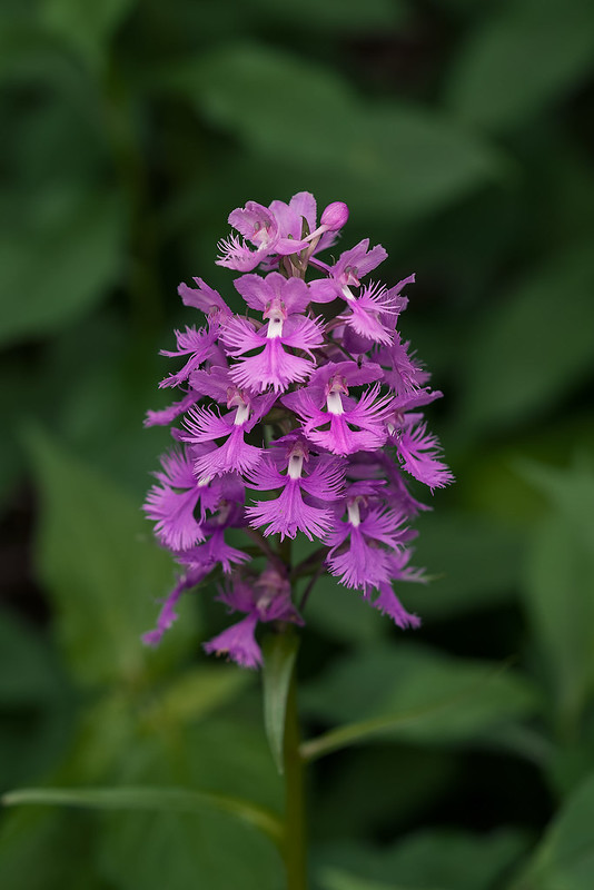 Large Purple Fringed orchid