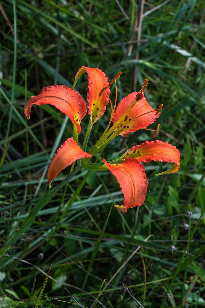 Catesby's Pine Lily