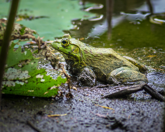 Frog, Bullfrog, Bull Frog, Green, Mud, Nature, Wildlife