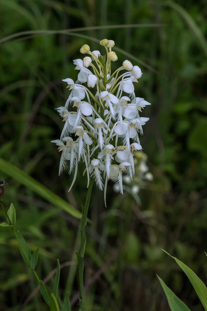 Southern White Fringed orchid