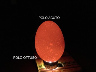 uovo iluminato