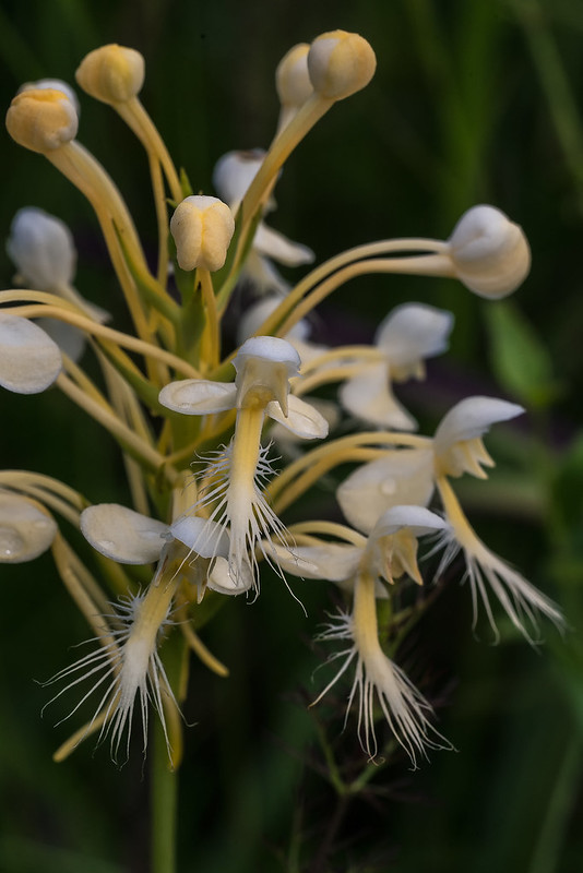 Luer's hybrid  Fringed orchid