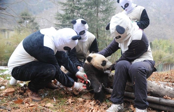 從迷路小黑熊，談中國保育大貓熊所帶來的警示。作者：龍緣之（北京清華大學科技哲學博士）
