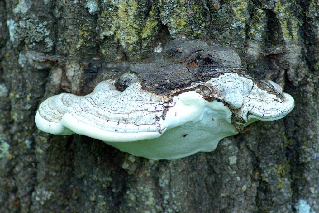 Dry Lake Trail, near Ely, Minnesota, June 13, 2018. Photo shared as public domain on Pixabay and Flickr as “Shelf Fungus on Tree.”