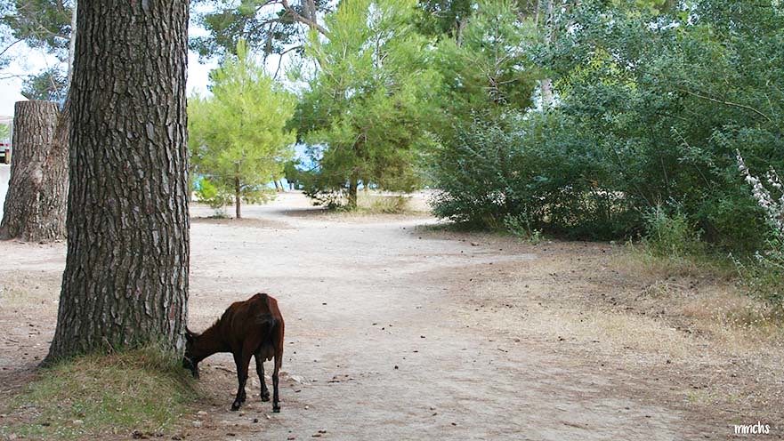 cabras playa Formentor Mallorca