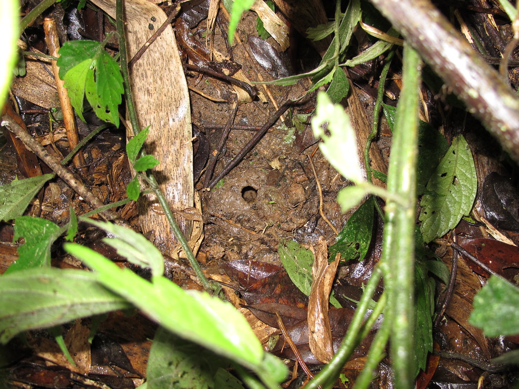 豎琴蛙築巢中的蝌蚪。圖片來源：林春富