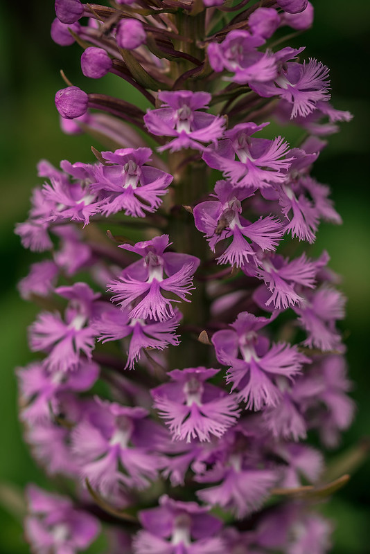 Small Purple Fringed orchids
