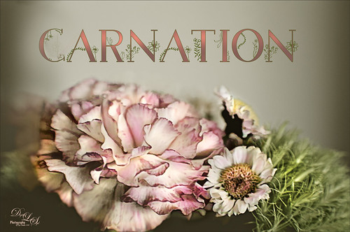 Image of a Pink Carnation 