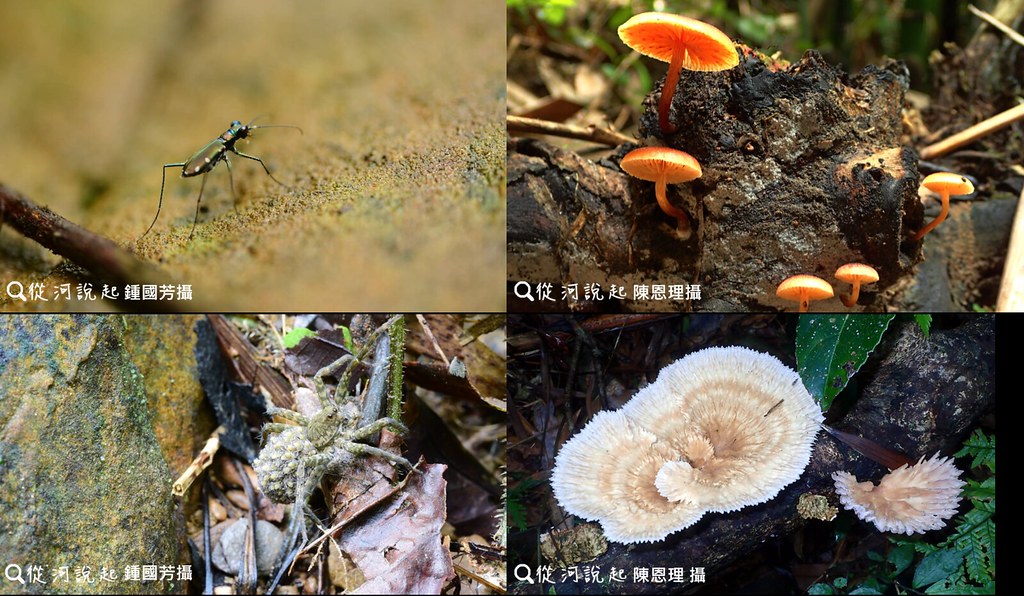 龜壽谷溪4_左上：小八星虎甲蟲，左下：溪狡蛛，右上：小脆柄菇，右下：波邊革菌。