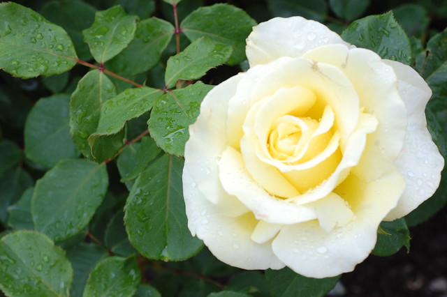 Photograph of a rose
