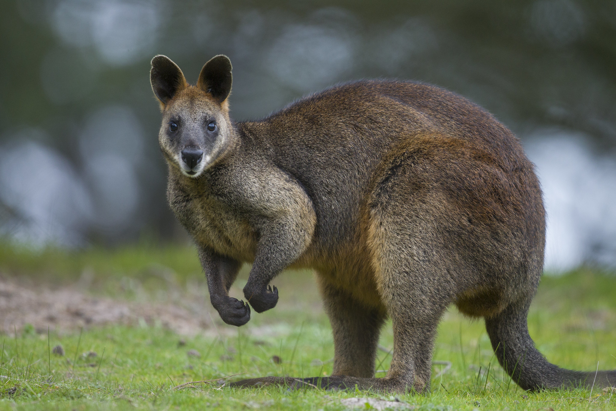 Австралийское животное меняющее внешний вид. Кенгуру валлаби. Карликовый кенгуру валлаби. Сумчатые кенгуру. Болотный валлаби.