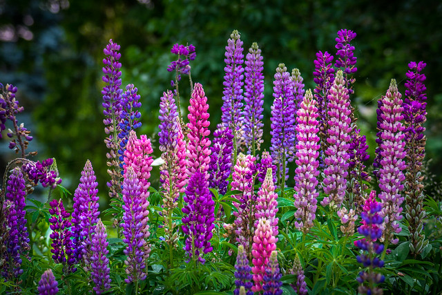 Flowers, Lupine, Lupines, Garden, Colorful