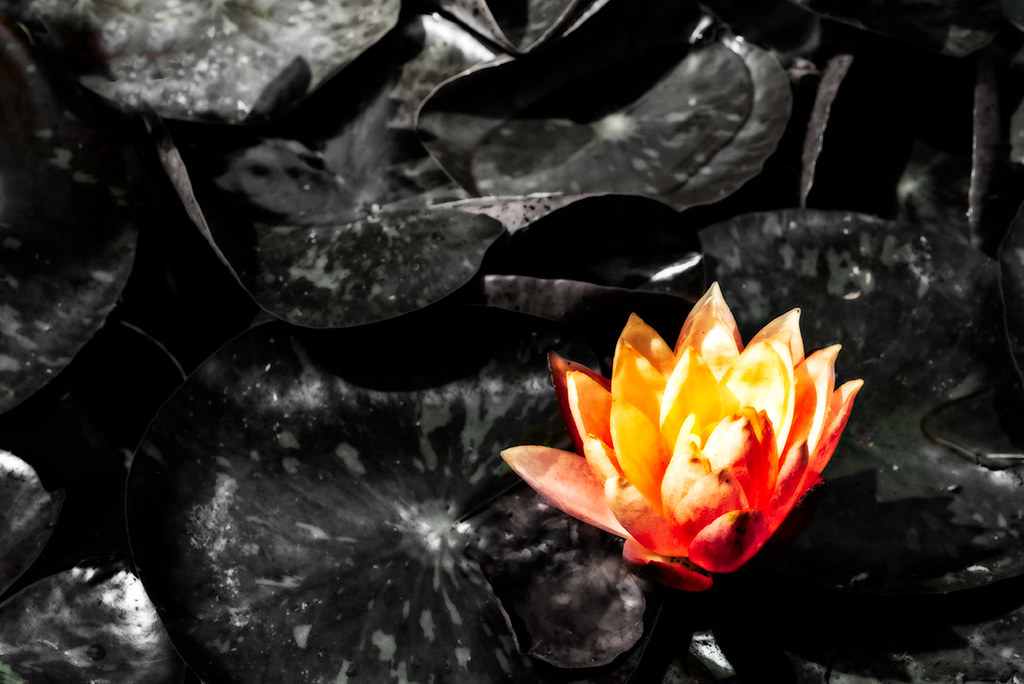 abstract water lily