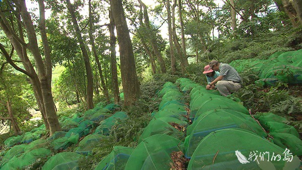 968-1-36s避開環境敏感區位，生產性的人工林，林試所提出山胡椒、養蜂、段木香菇與金線蓮四個項目，提交林務局與農委會。(圖為金線蓮作物)