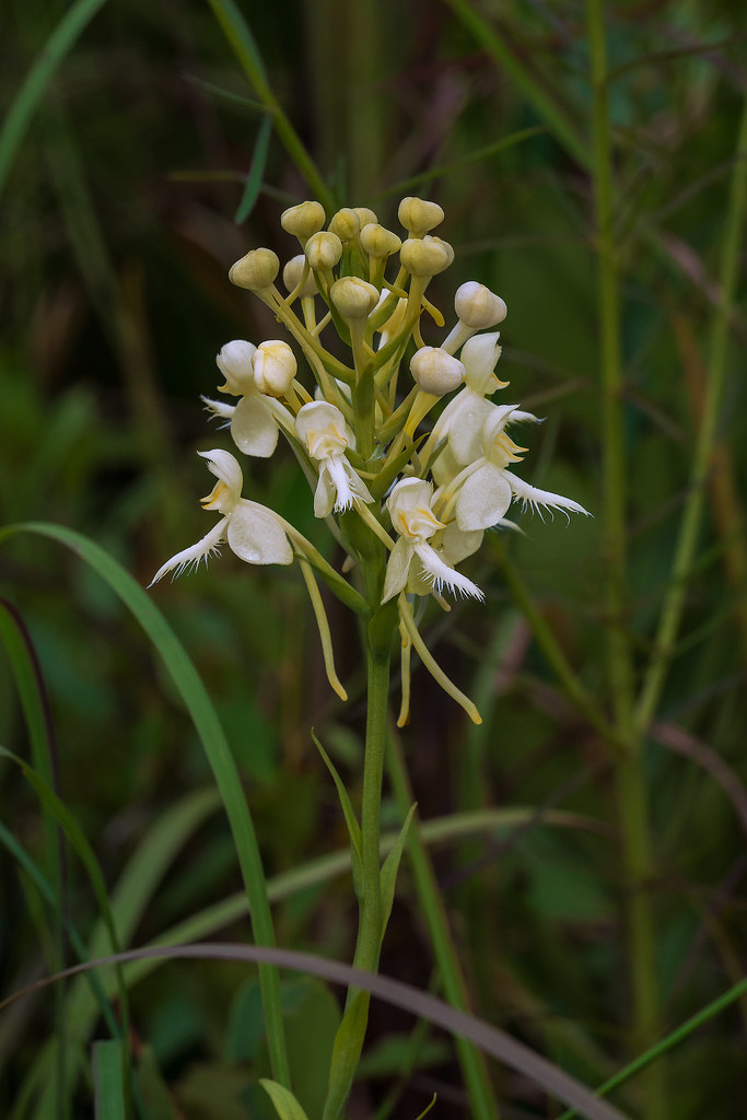 Luer's hybrid Fringed orchid