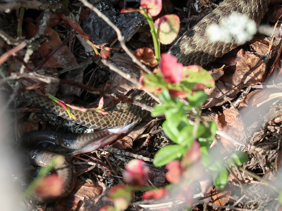 /Adder giving birth in nature