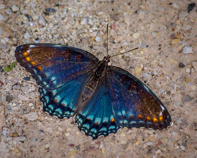 Butterfly, Blue, Purple, Admiral, Red-spotted Purple Admiral Butterfly