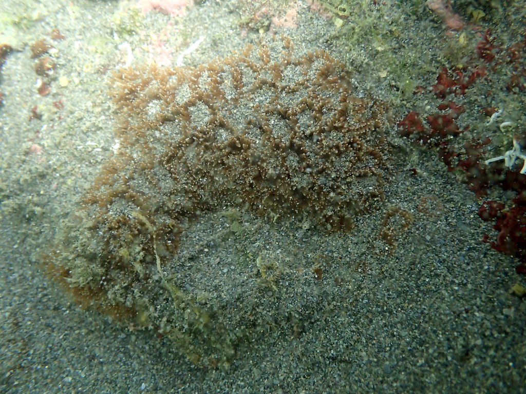 漂砂掩蓋的柴山多杯孔珊瑚