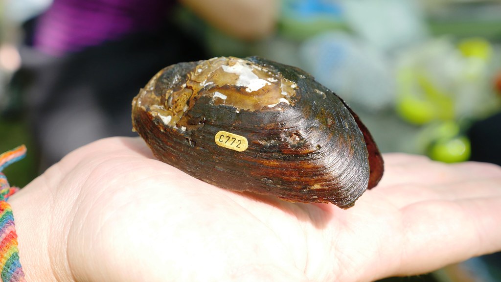Photo of mussel