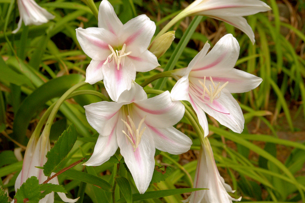 Crinum lily blossoms, west-central Arkansas, July 2, 2018.  Photo shared as public domain on Pixabay and Flickr as “Crinum Lilies.”