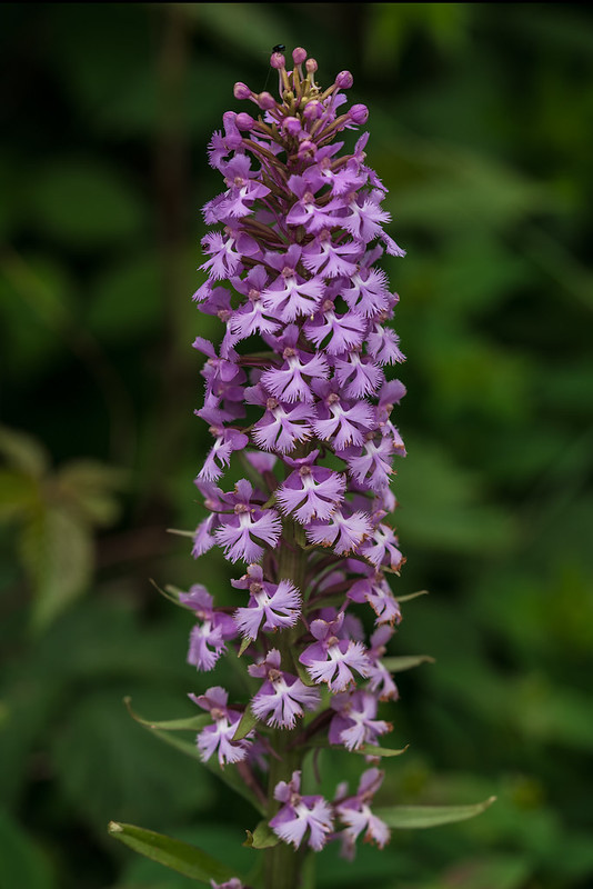 Small Purple Fringed orchids
