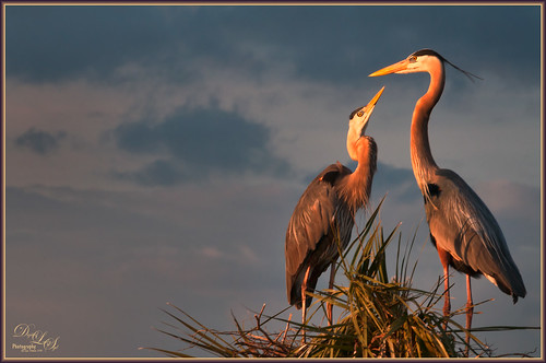 Image of Nesting Blue Herons from the Viera Wetlands