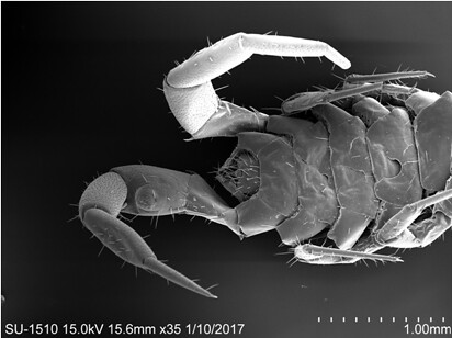 梅峰石蜈蚣的雄性第二性徵位於第15對步肢的腿節腹側的巨大隆起，隆起的頂部表面密布微小的腺孔（直徑0.8-1.0 μm）。圖片來源：趙瑞隆