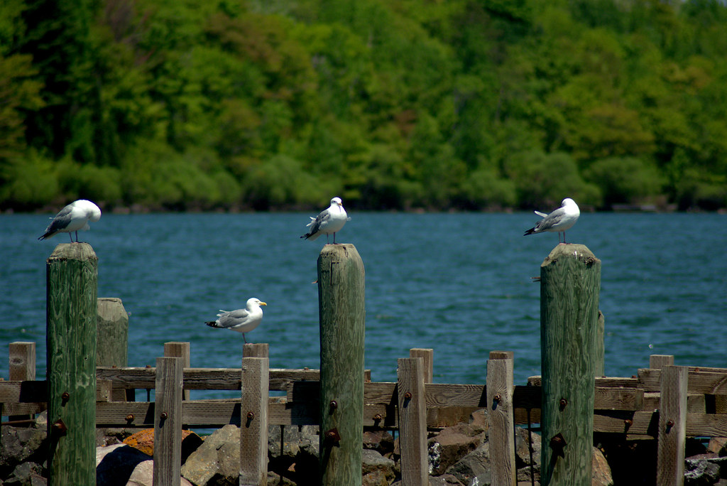 Bayfield Harbor, Bayfield, Wisconsin, June 5, 2018. Photo shared as public domain on Pixabay and Flickr as “Gulls in Bayfield Harbor.”