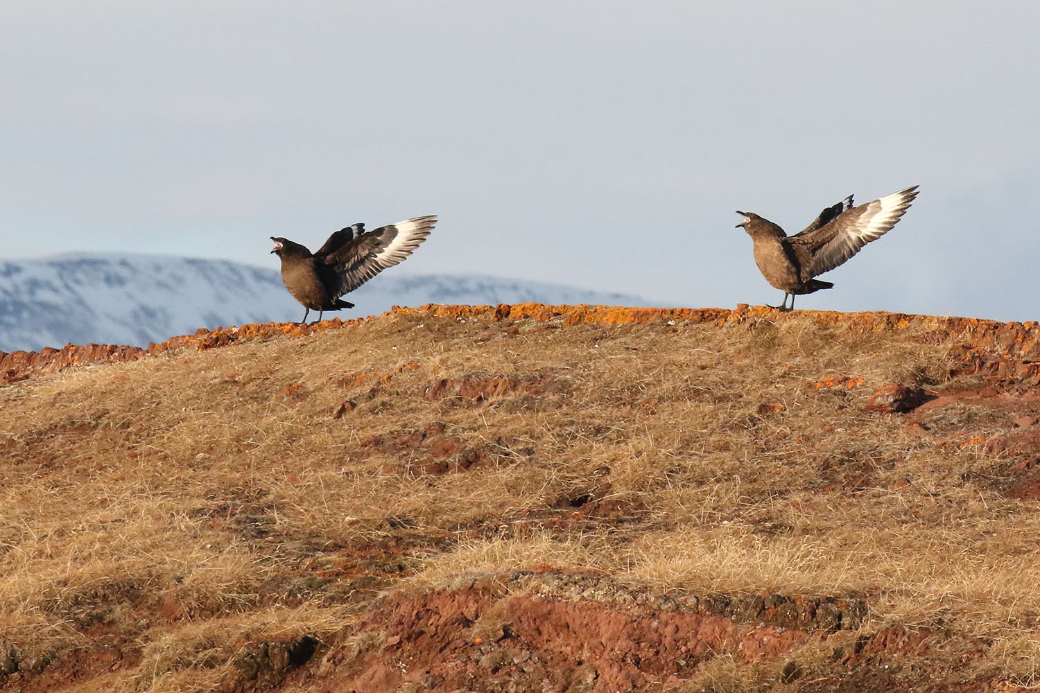 Svalbard L Aventure Polaire Ep4 Les Oiseaux Du Grand Nord Fabrice Stoger Photos